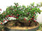 Chinesische Weißdorn 10 Samen Crataegus pinnatifida Baum Essbare Hardy CombSH M52