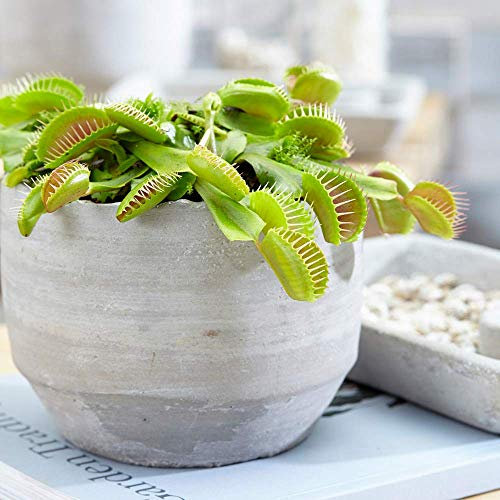 Dionée Attrape-Mouche Venus Plante d'intérieur carnivore Pot 9 cm