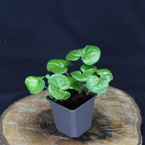 1 Stück Asarum europaeum von Intragarten | Haselwurz schattenverträglicher Bodendecker | winterhart im Topf