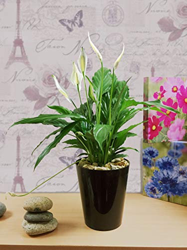 Easy Plants - 1 pianta da tavolo sempreverde, con giglio di pace, in ceramica nera