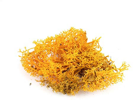 War World Scenics Orange Lichen Modell Moos 20g - Flechte Laub Modellbau Modellbahn Wargame Tabletop Gelände Landschaft Baum Busch Hecke Diorama Basing