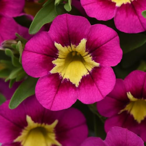 Calibrachoa 'Bumble Bee Hot Pink'. Plug Plant x 4. Bicolour Bedding Flowers for Hanging Baskets. Million Bells. Available from Bedwen Plants