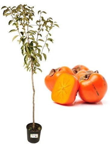 P. Piantine da Orto | Caco Mela, Pianta in Vaso Diametro 22 cm, Pianta da Frutto in Vaso, Pianta Vera da Esterno, Giardino o Vaso in Terrazza, Vivaio Italiano