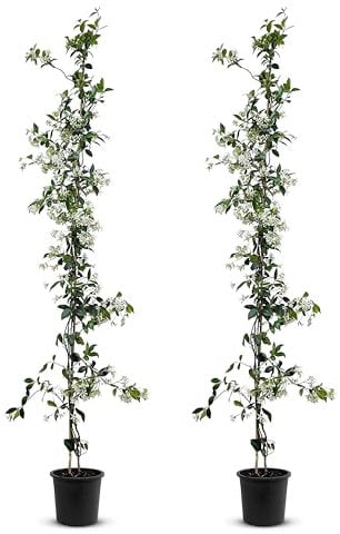 Tropictrees - Trachelospermum Jasminoides - 200cm - Winterhart - Sternjasmin - toskanischer Jasmin -Weiß - 2 pcs