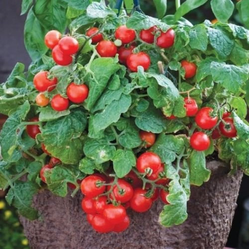 30+Tiny Tim Dwarf Patio Tomato Seeds16Plant Hanging Baskets Containers Garden