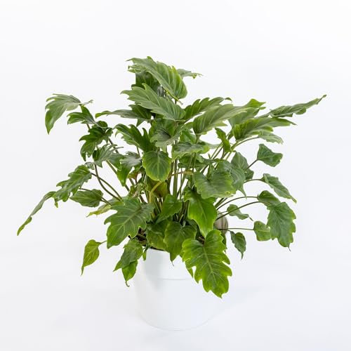 Vivai le Georgiche - Pianta vera di Philodendron xanadu - vaso Ø 19 cm