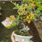 50 pcs feuerdorn pflanze winterhart samen - seeds, kübelpflanzen winterhart (Pyracantha fortuneana) bonsai baum, gewächshaus indoor garden, sämereien alte sorten balkonpflanzen winterhart