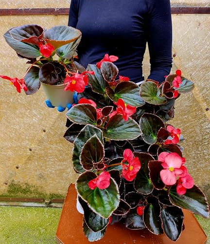 POWERS TO FLOWERS - BEGONIA BIG A FOGLIA VERDE SCURA E FIORE ROSSO, 4 PIANTE VASO 14 CM DIAMETRO, piante vere
