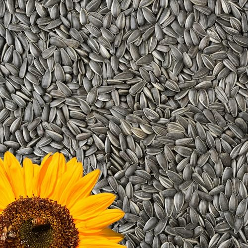 Schwarze Sonnenblumenkerne 15 kg Wildvogelfutter, Ganzjahresvogelfutter, ideal für Vögel im Freien, Vogelfutter für das ganze Jahr, Streufutter, Winterfutter für kleine und große Vögel 15kg