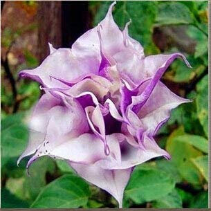 Schwarze Samen, Brugmansia-Engelstrompeten, Bonsai-Baum-Blumensamen 100 Partikel/Los