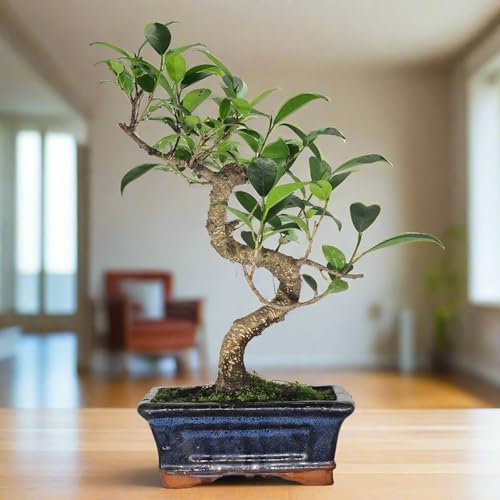 Ficus Microcarpa (Banyan Fig) Indoor Bonsai Tree | Shaped | in 15cm Pot