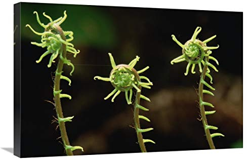 Global Gallery Deer Fern fiddleheads, Pacific Coast, North America-Canvas Art-30x20
