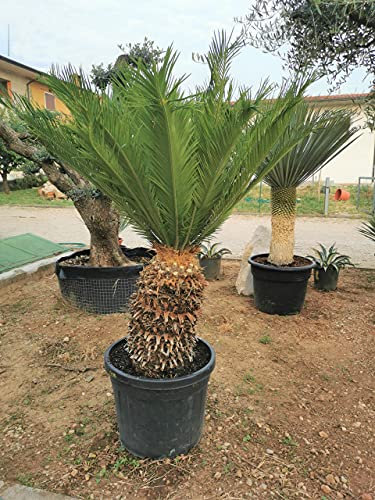 Cicas Cycas revoluta palma pianta in vaso ø24 cm