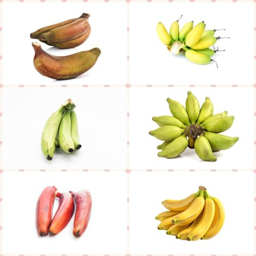 150 pcs bananenbaum samen, bonsai baum pflanzenkübel spezielle samen bananensamen bananen samen,Musa sikkimensis, obstbaum plant saatgut geschenk bonsai tree indoor garten geschenk