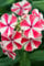 Phlox paniculata 'Peppermint Twist' -R- ca. 11x11 cm Topf - Flammenblume, rosa-weiße Blüten, Blütezeit Juli-September, ideal für Rabatten, bienenfreundlich, pflegeleicht