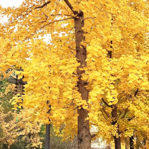 semi di ginkgo albero di ginkgo semi esotici piante da giardino resistenti all'esterno decorazione del balcone perenni pianta piante resistenti da balcone stelo resistente albero 10pcs