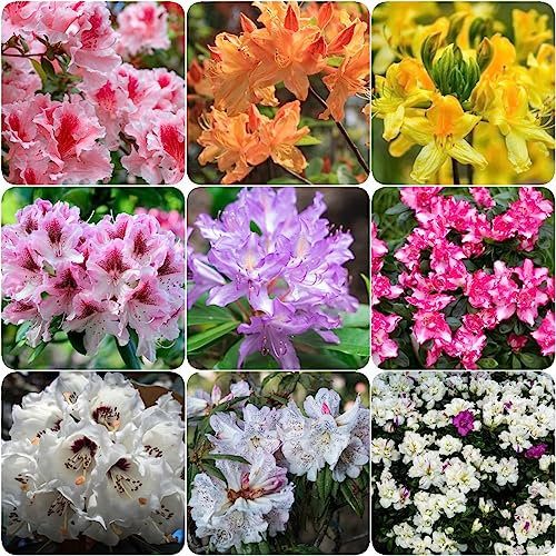 50 Piezas Semillas De Rododendro, Semillas De Azalea, Decoracion De Jardin Para Exterior, Planta De Rododendro, Decoración De Flores, Plantas Resistentes Para El Jardín Semillas De