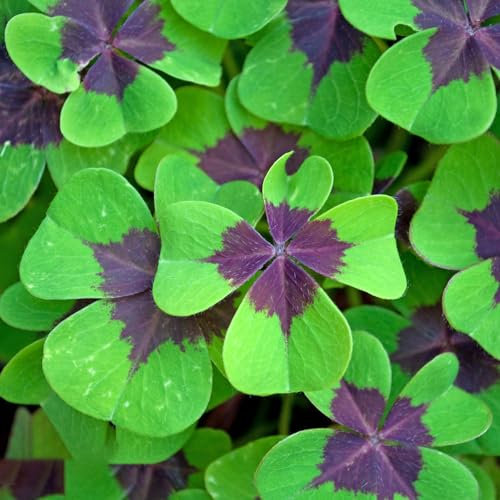 500 pcs glücksklee samen - blumen samen, exotische pflanzen Klee Samen blumen für balkon, garden stauden winterhart mehrjährig, samen balkon blumensamen, ostergeschenke blüten, kübelpflanzen