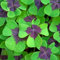 500 pcs glücksklee samen - blumen samen, exotische pflanzen Klee Samen blumen für balkon, garden stauden winterhart mehrjährig, samen balkon blumensamen, ostergeschenke blüten, kübelpflanzen