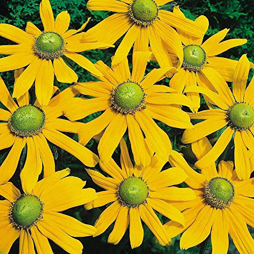 50 Rudbeckia Hirta Irish Eyes Seeds - Black Eyed Susan - Green Eyes - 50 Seeds
