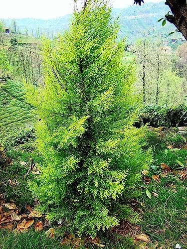40 Semillas de Ciprés de Monterrey, Cedro Limón (Cupressus Macrocarpa)