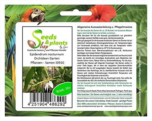 Stk - 10x Epidendrum nocturnum Orchideen Garten Pflanzen - Samen ID910 - Seeds & Plants Shop by Ipsa