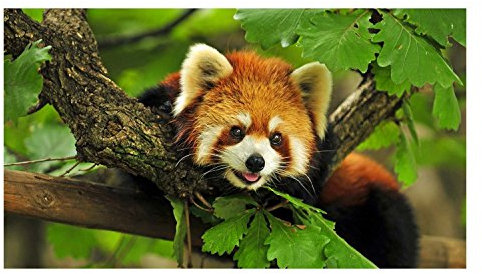 Fabulous Poster Plakat Too Cute Roten Panda(34cmx61cm)