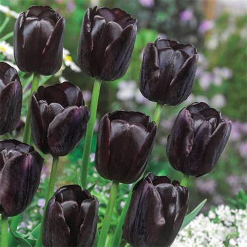 6 StüCk Tulpenzwiebeln Winterhart MehrjäHrig Schwarz Tulpen Zierlauch Zwiebeln Tulpe Blumenzwiebeln MehrjäHrig Winterhart Garten Blumen Tulipa Exotische Blumen FüR Balkon Gartengeschenk