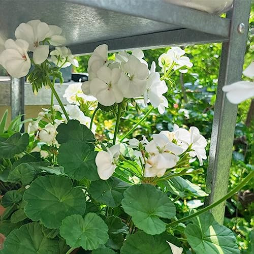 50 pcs Geranien Samen Winterharte Pflanzen Für Balkon Geranien Hängend Schnittblumen, Exotische Pflanzen Blumen Samen Mehrjährige, Kübelpflanzen Blumen Für Balkon, Bio Saatgut Wildblumensamen