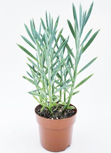 POWERS TO FLOWERS - SENECIO SERPENS BLUE DOLPHIN VASO 12 CM DIAMETRO, pianta vera