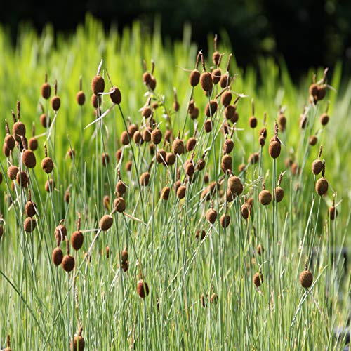 WASSERPFLANZEN WOLFF ° Typha minima - Zwergrohrkolben - winterhart - QUALITÄTSSTAUDE - drurchwurzelt im 9x9cm Topf
