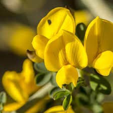 Portal Cool Retama De Olor, Spartium junceum 60 Semillas Seeds, Broom Graines Samen: Seeds Only