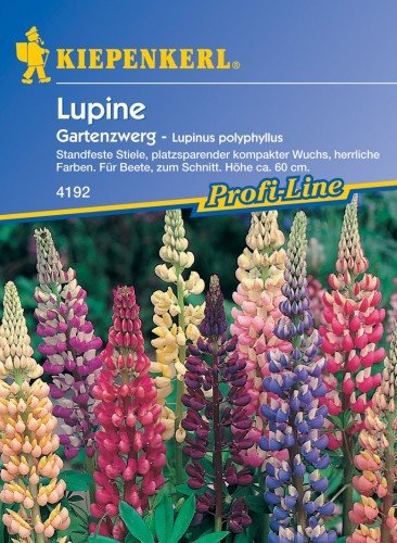 Lupinen 'Gartenzwerg'