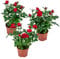Bloomique – Lote de 3 – Rosal Enano Rojo – Plantas de interior y exterior – Terraza & Jardín – Rústico – 20 – 30 cm de altura – Maceta 12 cm