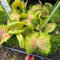 venusfliegenfalle pflanze samen - kübelpflanzen, pflanzen winterhart bonsai samen, winterharte pflanzen für garten deko pflanzen, garden steingartenpflanzen winterhart, gartensamen 10pcs