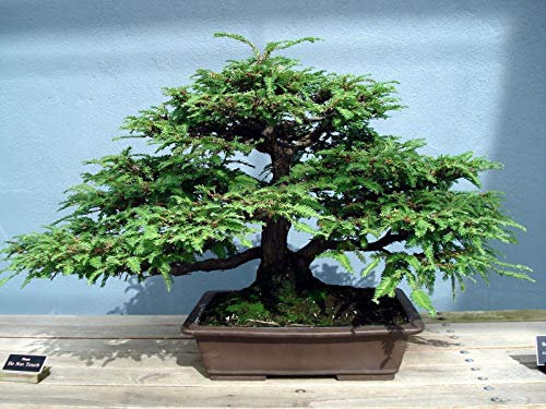 Portal Cool I Semi Sequoia Sempervirens Sequoia Rossa Dwarf Giardino di Casa Pack of 30:Seeds Only