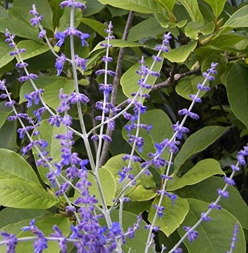 Blauraute Blue Spire - Perovskia atriplicifolia - Russischer Salbei 30-40