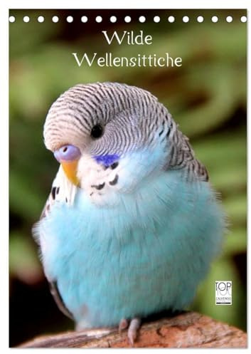 Wilde Wellensittiche (Tischkalender 2026 DIN A5 hoch), CALVENDO Monatskalender: Wunderschöner Wellensittichkalender mit atemberaubend schönen und ... dieser wundervollen Vögel. (CALVENDO Tiere)