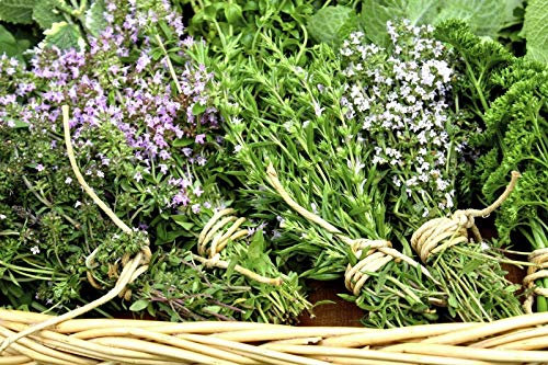 Portal Cool 100 Sarriette Vivace Graines Bio procedé Graines de Plantes Aromatiques Légumes