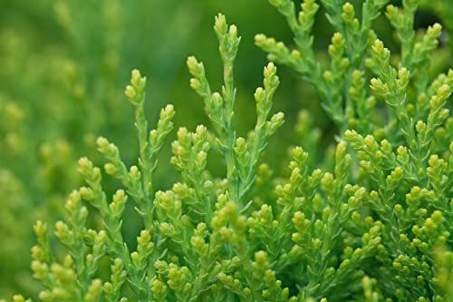 Thuja orientalis 'Aurea Nana' 20-25 cm - Gold-Lebensbaum, kompakt, ideal für Hecken und Kübel, immergrün, pflegeleicht und winterhart