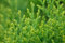 Thuja orientalis 'Aurea Nana' 20-25 cm - Gold-Lebensbaum, kompakt, ideal für Hecken und Kübel, immergrün, pflegeleicht und winterhart