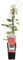 Clematis Hagley Hybrid - Clematis Rood - Ø15cm - 65cm
