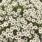 semi di margherita biologici, vecchie varietà aiuole rialzate per giardino pianta tappezzante resistente perenne fiori da piante resistenti 80pcs