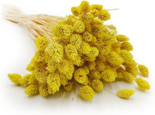 Enchanted Dekogras Getrocknetes Gras Ziergras Kanariengras Phalaris Trockenblumen Natürlich Boho Ca. 100 Stück 80 g Gelb