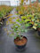 Amelanchier lamarckii - Felsenbirne 50-60 cm Container