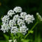 6 x Weiß bunter Giersch - Aegopodium Podagraria 'Variegatum' Topf 9x9cm: Bunter Bodendecker.