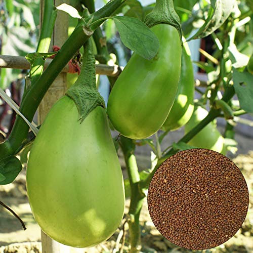 Benoon Semillas De Berenjena Verde, 100 Piezas/Bolsa Semillas De Berenjena Verde Sabrosas Semillas De Berenjena Nutritivas Portátiles De Alto Rendimiento Para La Granja Semillas de berenjena