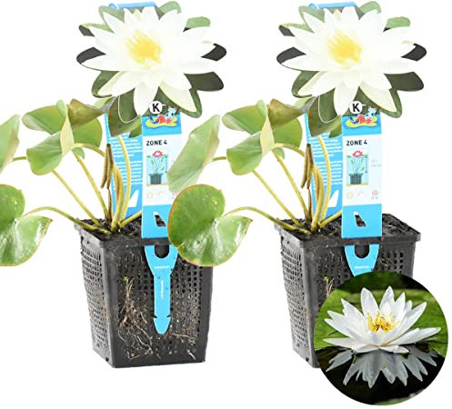 Bloomique - Lot de 2 - Nymphaea Marliacea Albida - Nénuphar - Blanc - Plantes de bassin - Plantes aquatiques - Rustique - Hauteur 10-20 cm - Pot 11 cm