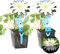 Bloomique - Lot de 2 - Nymphaea Marliacea Albida - Nénuphar - Blanc - Plantes de bassin - Plantes aquatiques - Rustique - Hauteur 10-20 cm - Pot 11 cm