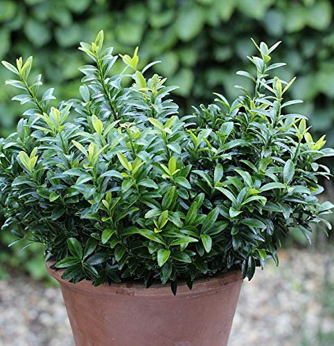 Japanischer Spindelstrauch Green Spire 20-25cm - Euonymus japonicus - lebende Gartenpflanze aus den Baumschulen